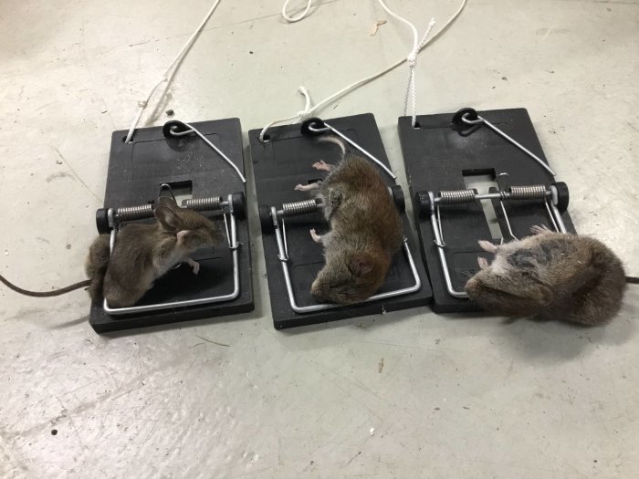 Tre möss fångade i musfällor på ett golv.