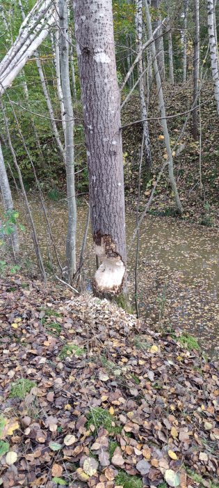 Träd med basen skadad av bäver vid en skogssjö täckt av löv.