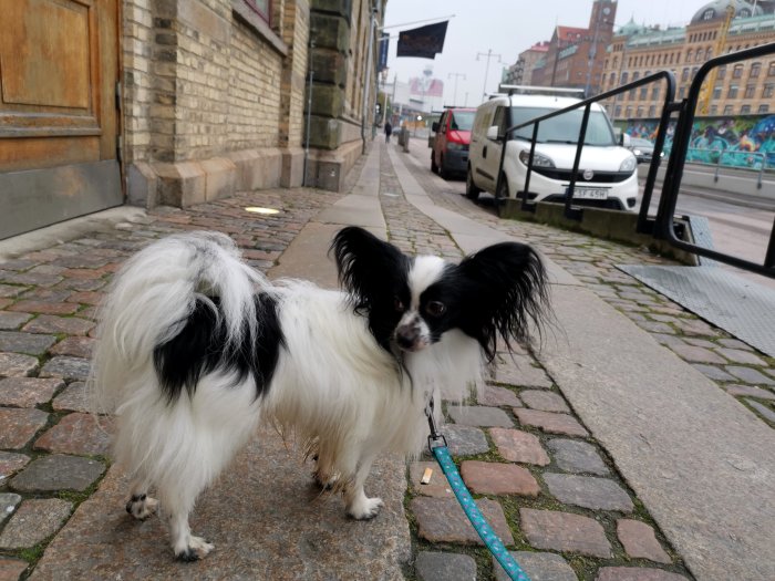 Papillonhund kopplad på en kullerstensgata i stadsmiljö, bilar och graffiti i bakgrunden.