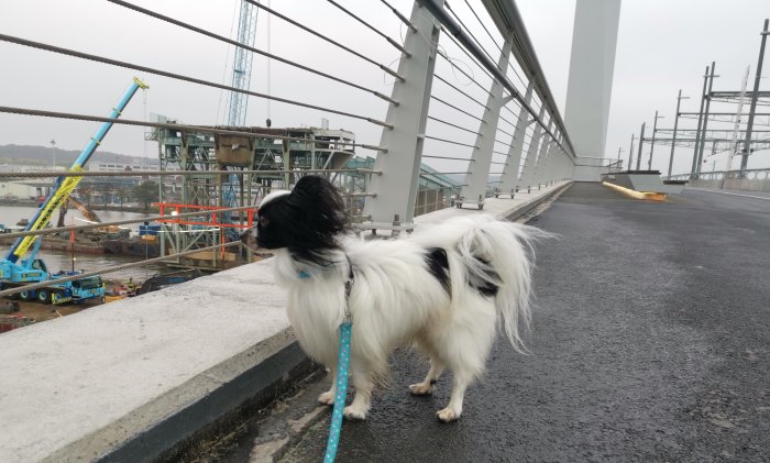 Hund på koppel på en bro i en stadsbyggnadsmiljö med byggmaskiner och konstruktioner i bakgrunden.