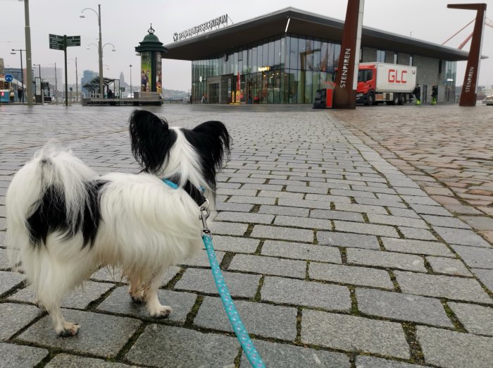 En vit och svart hund med blått koppel står på en stenlagd plats i en stad, tittar mot ett byggnadskomplex.