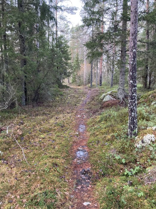 Naturstig i skogsmark med barr- och lövträd, mossa och stenar, lutande terräng.