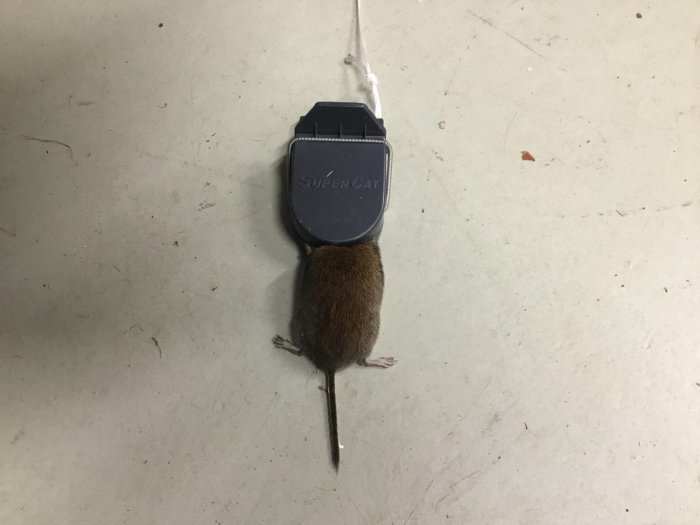 Mus fångad i en blå SuperCat musfälla på grått golv.