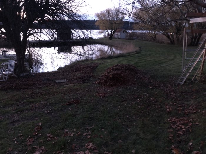 Högar av ihopräfsade löv i en trädgård nära en sjö i skymningen med en stege i bakgrunden.