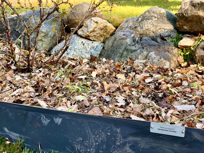 Ribes grossularia (krusbär) skylt framför en nyligen planterad buske med torra löv och stenar i bakgrunden.