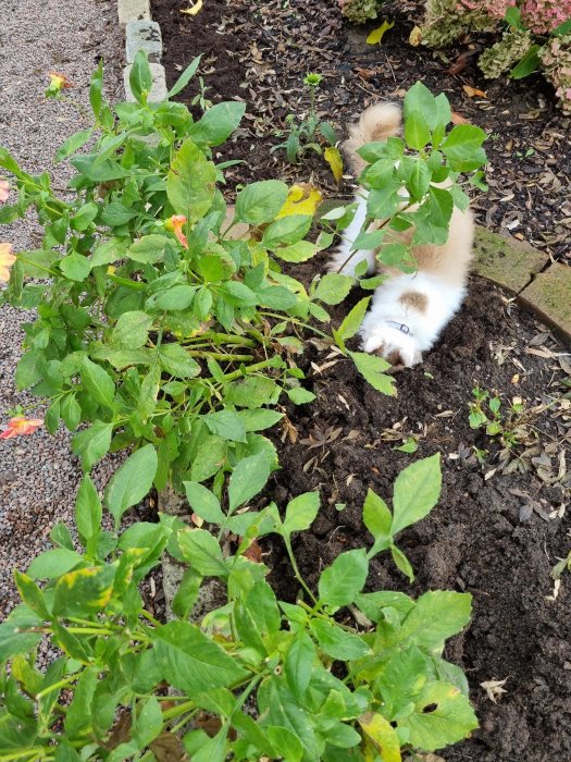 Katt gräver i jorden bredvid gröna växter i en trädgård.