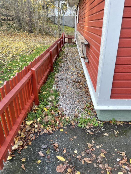 Nybyggt rött staket längs med grusgång vid sidan av rött hus, omgivet av höstlöv.