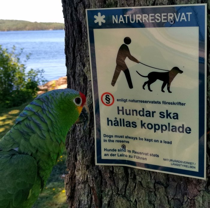 Papegoja tittar på en skylt om att hundar ska hållas kopplade i ett naturreservat.