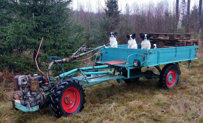 En gammal turkos trädgårdstraktor med röda däck och en vagn med tre hundar ombord i ett grått landskap.