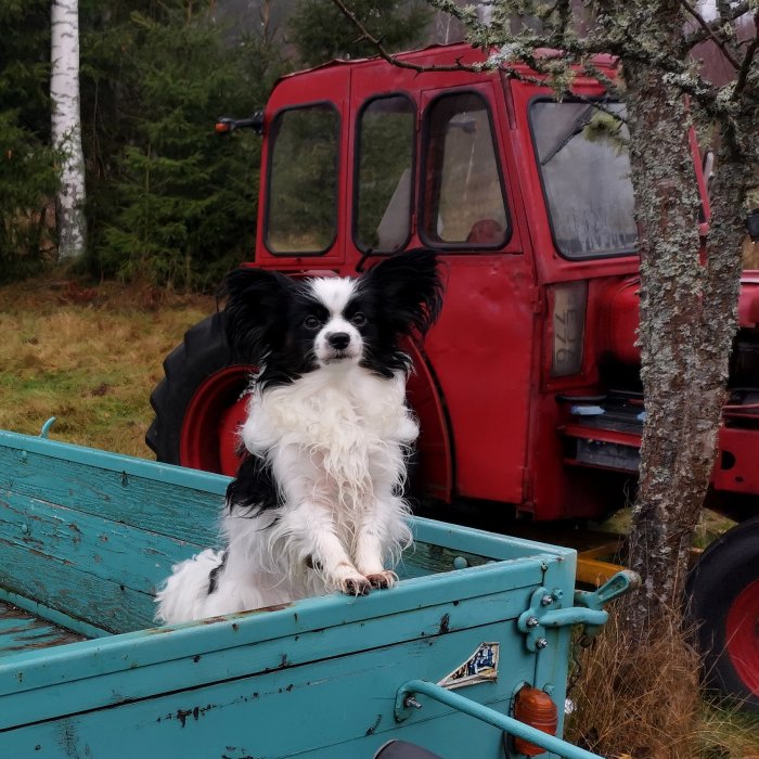 Svartvit hund i en blå släpkärra framför en röd trädgårdstraktor utomhus.