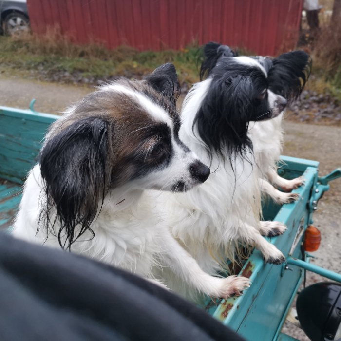 Två hundar ombord på en trädgårdstraktor ser ut att vara redo för en åktur.