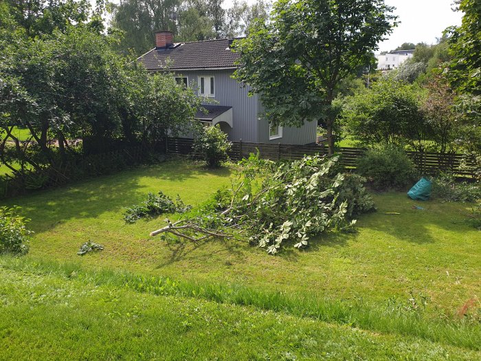 Trädgård med nyligen nedtaget träd och grenar spridda på gräsmattan framför en grå tvåvåningshus.