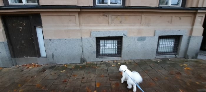 Försummad byggnad med nummer 7 på dörren och gallerförsedda fönster, med vit hund i förgrunden.