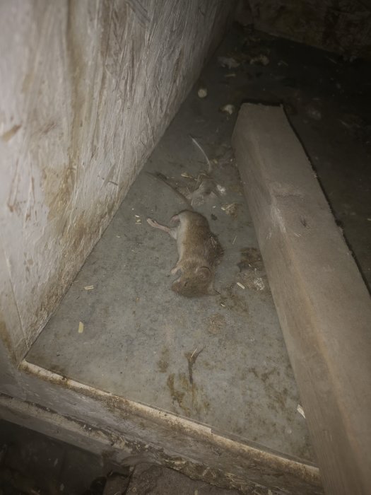 En mus ligger på ett grått betonggolv vid en träkant i ett dunkelt upplyst utrymme.