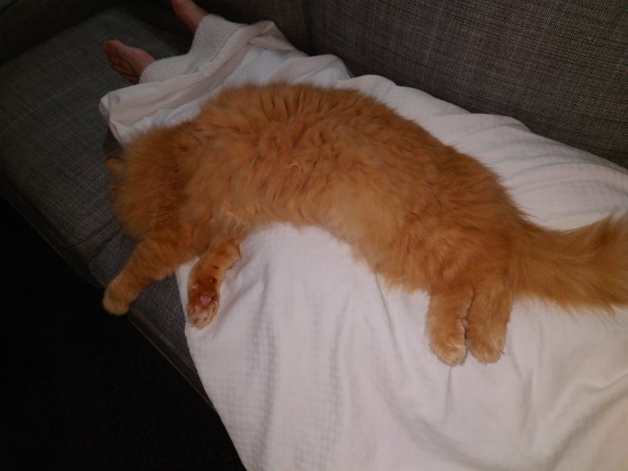 En långhårig orange katt sover utsträckt på en vit filt med sin tass synlig.