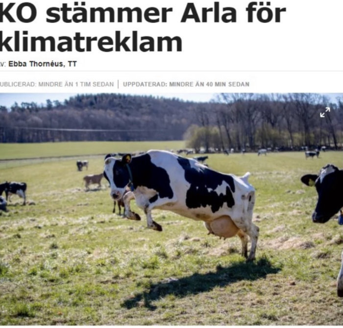 Svartvit ko som springer i en grön hage med andra kor i bakgrunden.