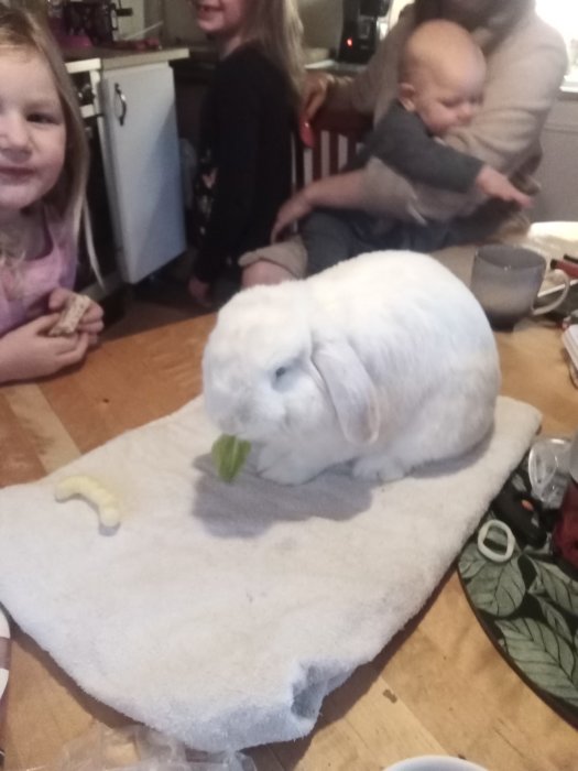 Vit kanin äter grönsak vid köksbord med skrattande barn och vuxen i bakgrunden.