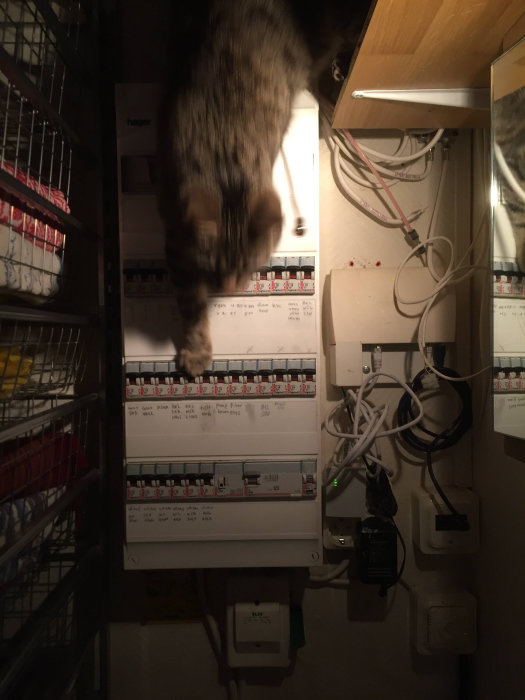 Elektrisk säkringsskåp med öppna säkringsraden och en katt som hoppar framför.