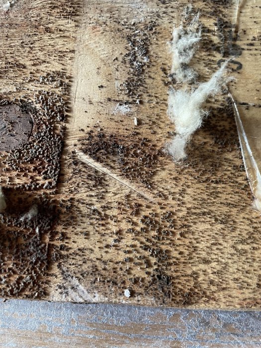 Mögelskadade träplankor med svart och vitt mögel, indikationer på fuktskador.