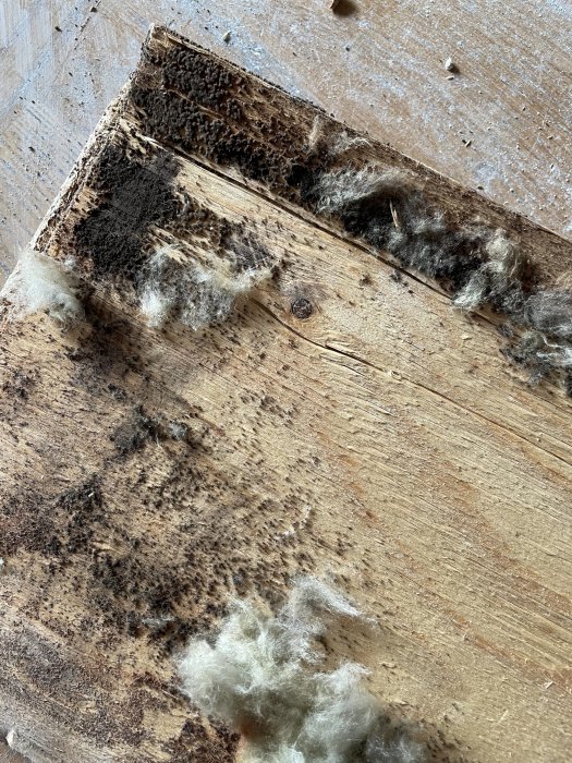 Upptornade golvbrädor med tecken på mögelskador och fläckar på en underliggande betongplatta.