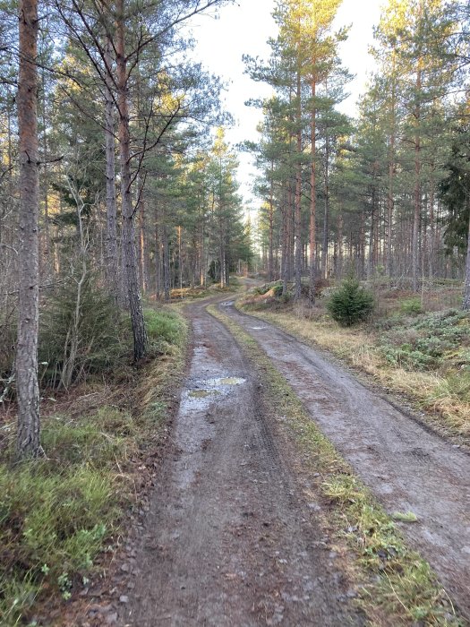 En slingrig grusväg omgiven av barrträd i en skog.