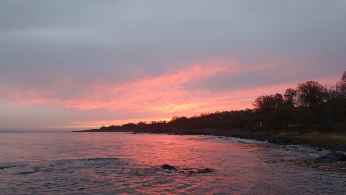 Solnedgång med rosa himmel över havet och silhuett av träd längs kusten.