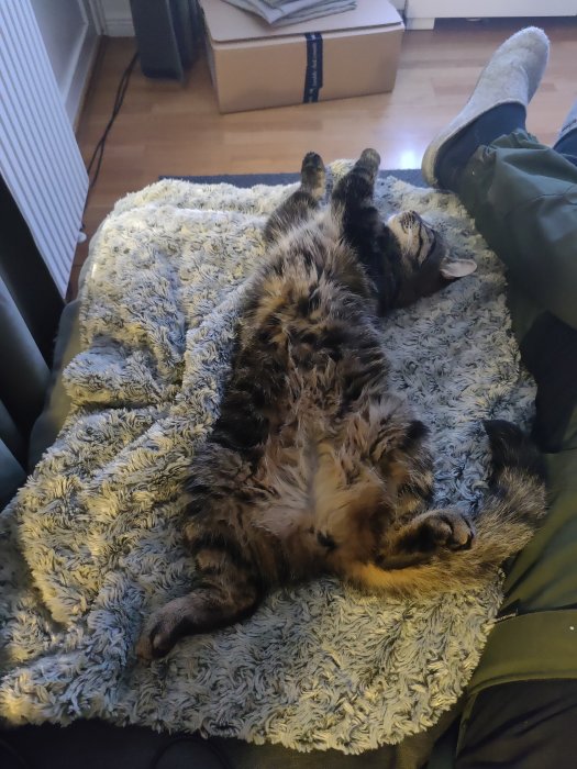 Katt vid namn Bosse ligger utsträckt på rygg på en mjuk, fluffig filt.