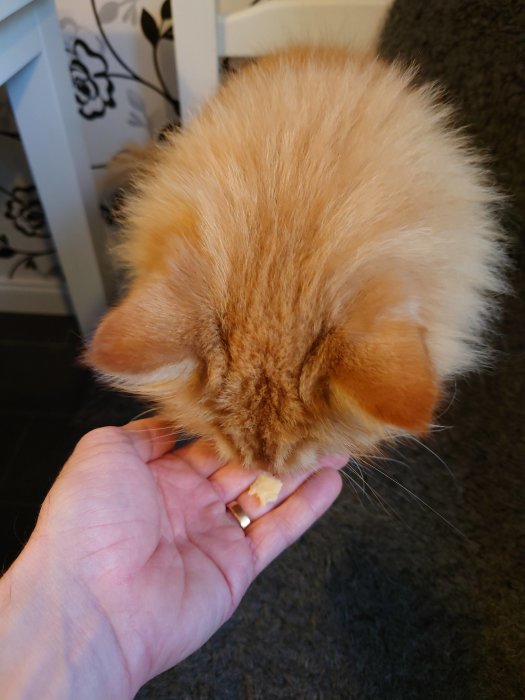 Orange katt som äter ost från en persons hand i ett hemmiljö.