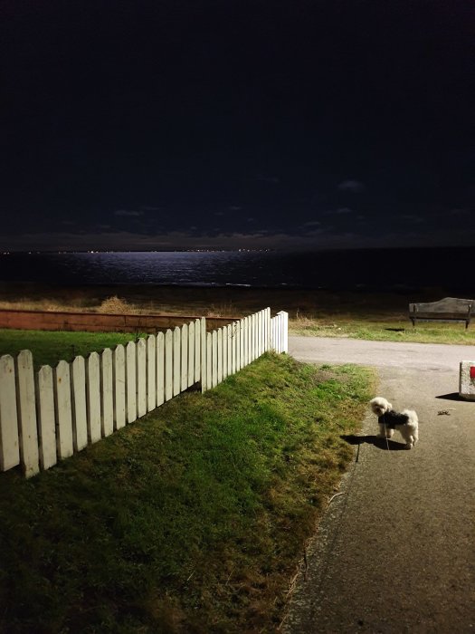 Kvällsbild av hund på promenadstig bredvid ett vitt staket med glittrande vatten i bakgrunden.