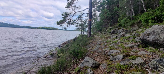 Stig längs en sjö med klippor och grönska, tallar och vattnet i bakgrunden.