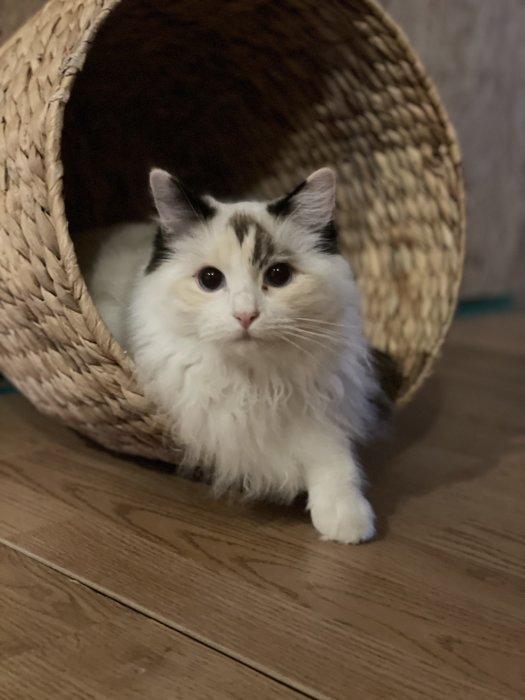 Fluffig vit och grå katt sitter inne i en korgkattbädd på ett trägolv.
