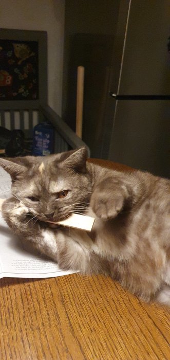 En grå katt ligger och tuggar på en träpenna med papper under tassarna.