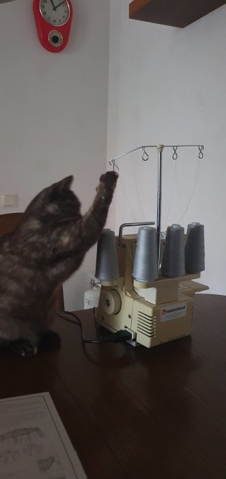 Katt närmar sig en symaskin med trådrullar och sträcker ut en tass mot övertrådarna.