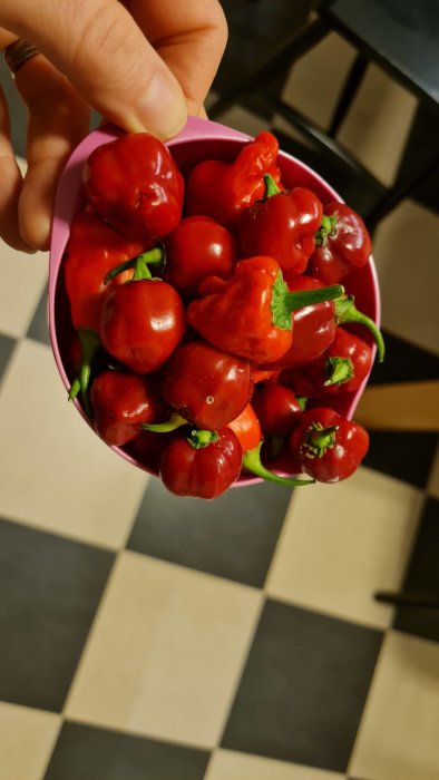 En hand håller en skål med skördade röda chilifrukter mot ett svartvitt kakelgolv.