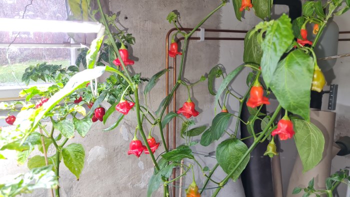 Röda och gröna chili på plantor nära fönster, inomhus övervintrar i källare.