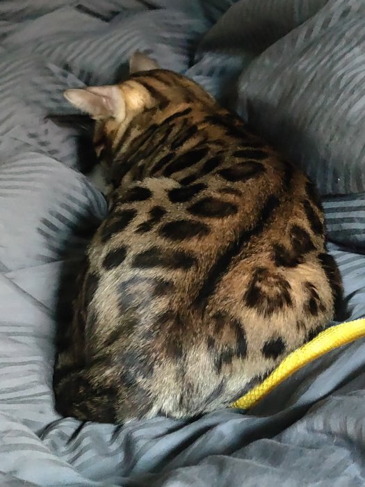 Katt med mönstrad päls sover djupt på en grå randig säng.