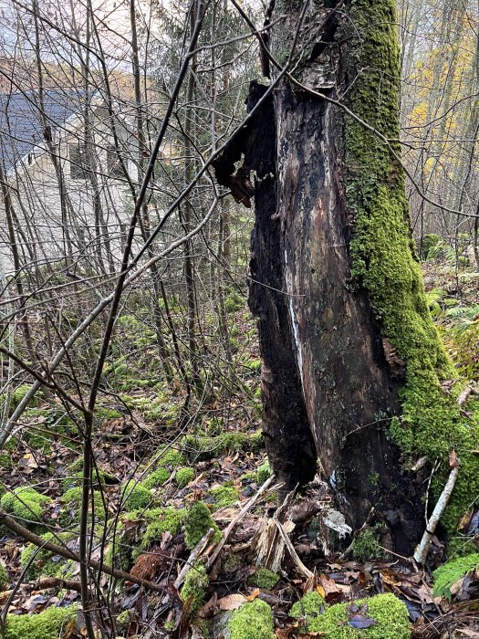 Mossbeklädd trädstam i dåligt skick lutande i skogen, potentiell fara för närliggande hus.