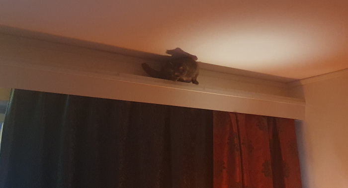 Katt fast på en solid kornisch ovanför gardiner i ett vardagsrum.