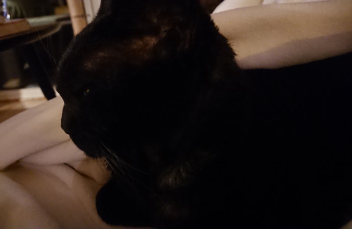 Svart katt som vilar under en filt i en soffa.