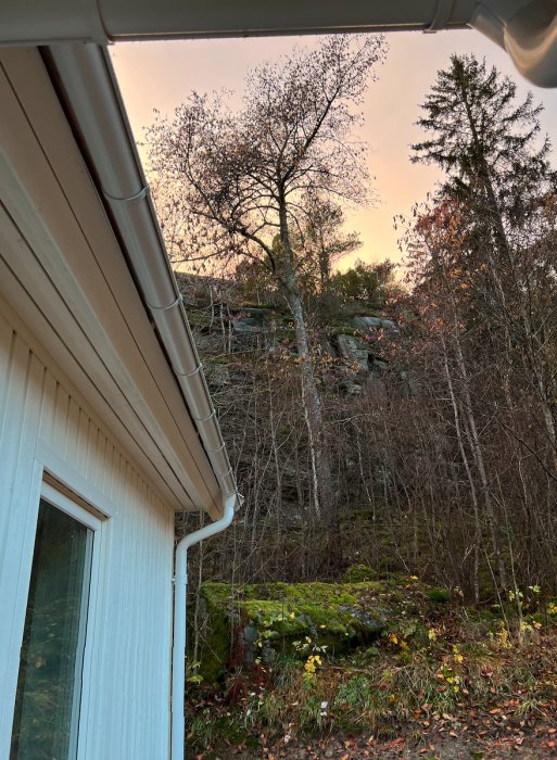 En lutande gammal körsbärsträd nära ett hus med en skogklädd bergssluttning i bakgrunden vid skymningen.