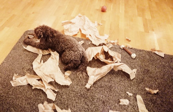 Brun hund som leker med sönderrivet papper på en grå matta i ett vardagsrum.