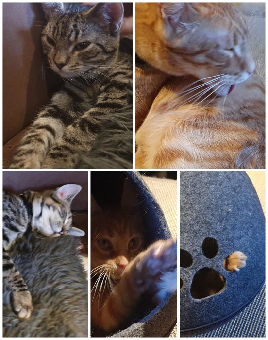 Collage av fyra bilder på katter som vilar och leker i hemmiljö.