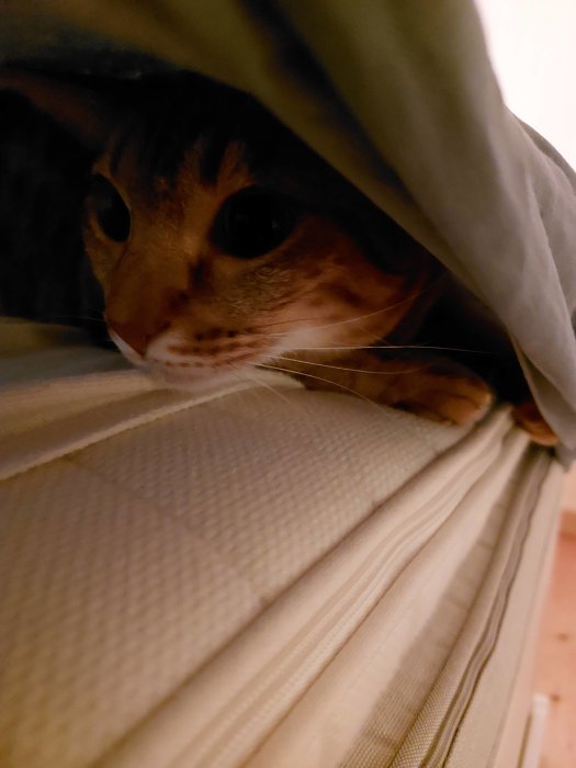 Katt gömmer sig under sträckt lakan med vakande blick.