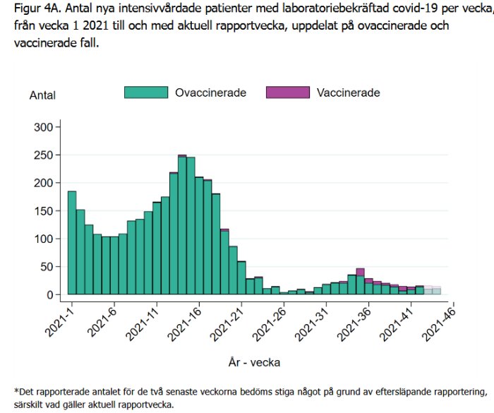 Histogram som visar intensivvårdade covid-19-patienter uppdelat på vaccinerade och ovaccinerade under 2021.