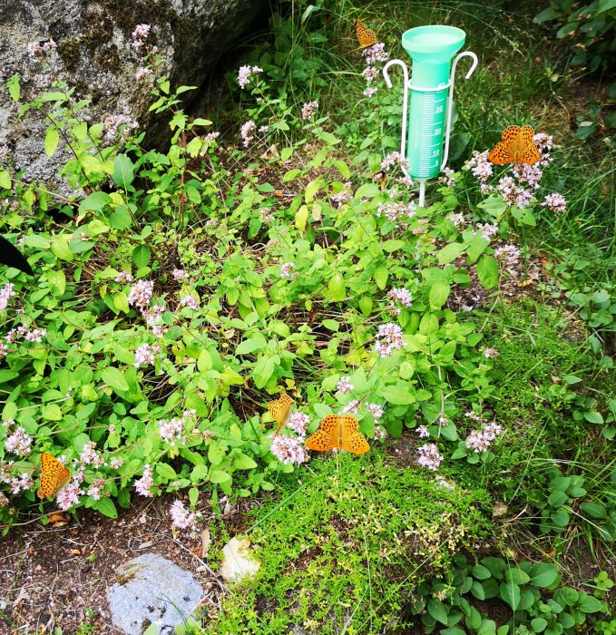 Oreganoväxter med blommande rosa blommor och fjärilar, vid en regnmätare i en trädgård.