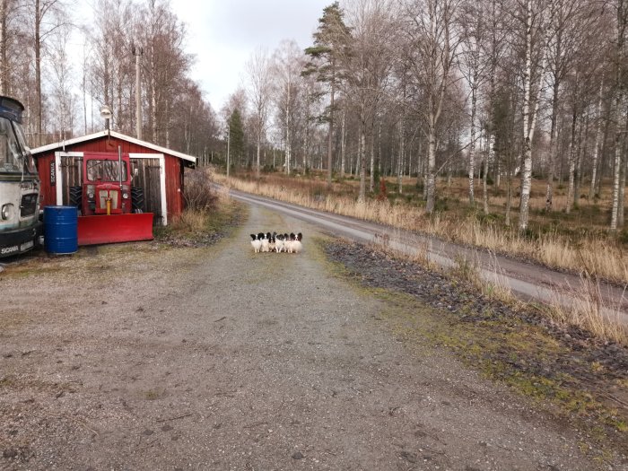 En flock hundar som väntar på en grusväg bredvid en röd stuga och en lastbil.