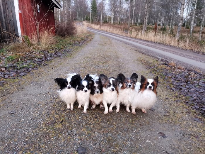 Sex små hundar sitter i en rad på en landsväg bredvid en röd lada, ser in i kameran.