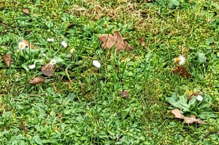 Gräsmatta med blommande tusenskönor och höstlöv, viltvuxet gräs indikerar obearbetad trädgård.