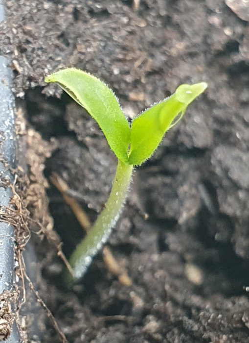 Chiliplanta med två små gröna blad ovanför jorden, som en del av nya chilisäsongen.
