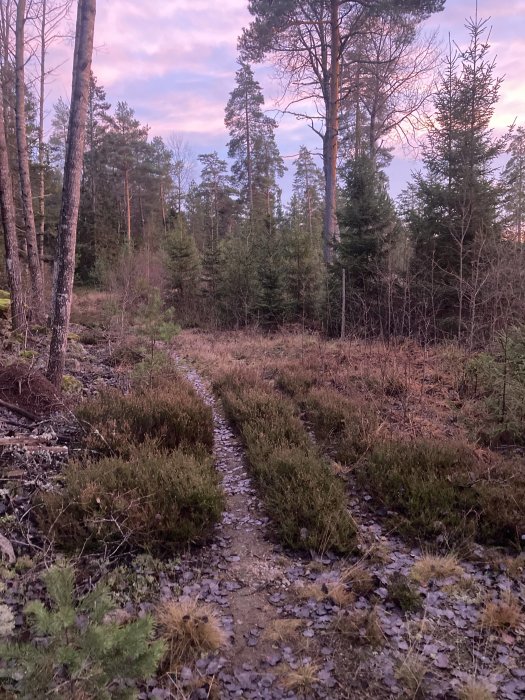 Stig genom skogen med stenar och växtlighet under skymningshimmel.